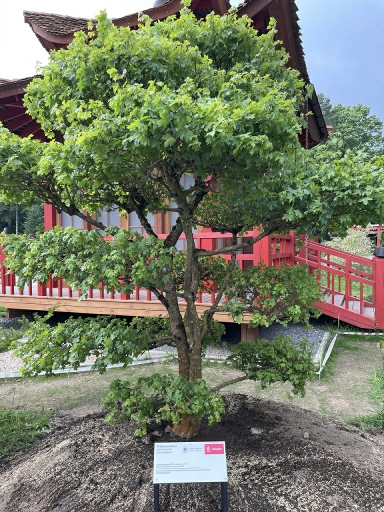 Клен полевой 1