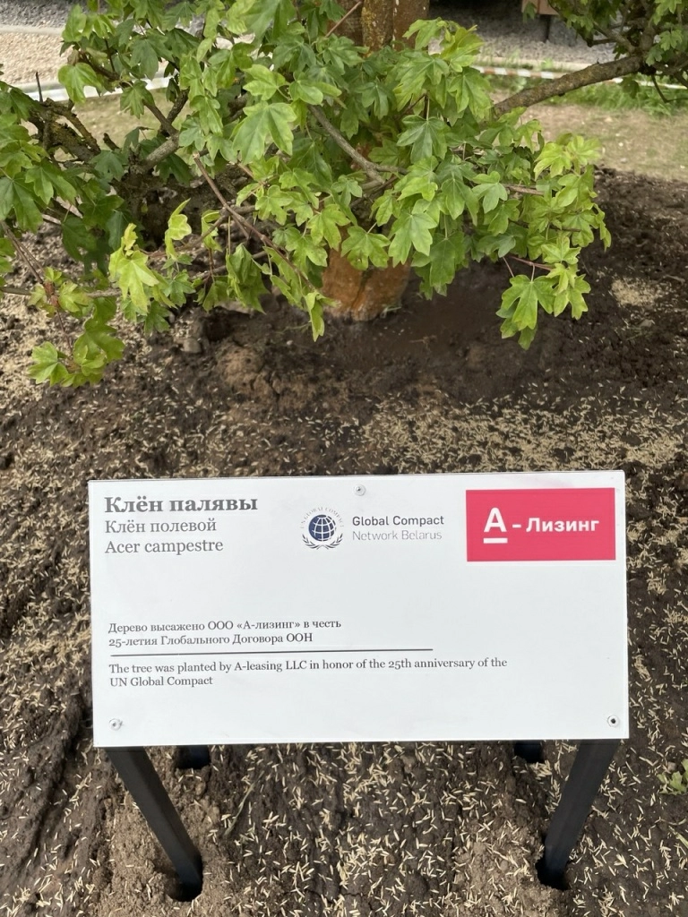 Клен полевой 2